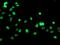 General Transcription Factor IIF Subunit 1 antibody, MA5-25660, Invitrogen Antibodies, Immunocytochemistry image 