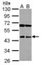 Sialidase-4 antibody, NBP2-19517, Novus Biologicals, Western Blot image 