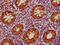 C-C motif chemokine 19 antibody, CSB-RA859522A0HU, Cusabio, Immunohistochemistry frozen image 