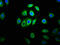 Myelin gene regulatory factor antibody, CSB-PA897527LA01HU, Cusabio, Immunofluorescence image 