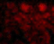 Peptidyl-TRNA Hydrolase 2 antibody, 3605, ProSci, Immunofluorescence image 