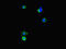DnaJ Heat Shock Protein Family (Hsp40) Member C3 antibody, LS-C677698, Lifespan Biosciences, Immunofluorescence image 