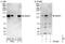 Sentrin-specific protease 7 antibody, NBP1-50027, Novus Biologicals, Western Blot image 