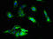 NADH:Ubiquinone Oxidoreductase Subunit A3 antibody, LS-C285566, Lifespan Biosciences, Immunofluorescence image 