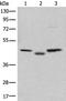 Chromosome 12 Open Reading Frame 10 antibody, PA5-68366, Invitrogen Antibodies, Western Blot image 