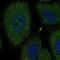 Netrin G2 antibody, NBP2-68828, Novus Biologicals, Immunofluorescence image 