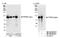 Serine/threonine-protein phosphatase 4 regulatory subunit 3A antibody, NB100-2879, Novus Biologicals, Western Blot image 