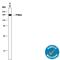 Phosphatidylinositol 3,4,5-trisphosphate-dependent Rac exchanger 1 protein antibody, MAB8076, R&D Systems, Western Blot image 