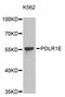 RNA Polymerase I Subunit E antibody, STJ25044, St John
