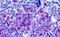 GP160 antibody, NLS542, Novus Biologicals, Immunohistochemistry frozen image 
