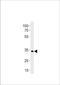 Paired box protein Pax-2a antibody, PA5-72630, Invitrogen Antibodies, Western Blot image 