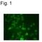 Potassium voltage-gated channel subfamily C member 1 antibody, PA1-4638, Invitrogen Antibodies, Immunofluorescence image 