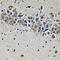 Phospholipase C Gamma 1 antibody, 23-121, ProSci, Immunohistochemistry frozen image 