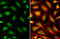 O-Linked N-Acetylglucosamine (GlcNAc) Transferase antibody, GTX109939, GeneTex, Immunofluorescence image 