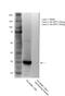 6x-His Epitope Tag antibody, PA1-983B, Invitrogen Antibodies, Western Blot image 