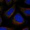 FYVE And Coiled-Coil Domain Containing 1 antibody, NBP1-83698, Novus Biologicals, Immunofluorescence image 