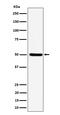 Ubiquitin Like Modifier Activating Enzyme 3 antibody, M05116-2, Boster Biological Technology, Western Blot image 