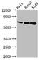 Mucin 20, Cell Surface Associated antibody, CSB-PA822693LA01HU, Cusabio, Western Blot image 