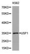 Upstream Transcription Factor 1 antibody, TA327163, Origene, Western Blot image 