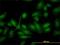 Had antibody, H00003033-M01, Novus Biologicals, Immunofluorescence image 