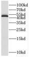 POU domain, class 3, transcription factor 2 antibody, FNab00962, FineTest, Western Blot image 