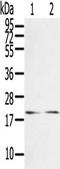 RAS Related antibody, TA351611, Origene, Western Blot image 
