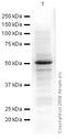 Y-Box Binding Protein 1 antibody, ab12148, Abcam, Western Blot image 