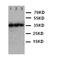 Erythropoietin antibody, orb48037, Biorbyt, Western Blot image 