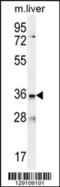 Low Density Lipoprotein Receptor Class A Domain Containing 3 antibody, 55-935, ProSci, Western Blot image 