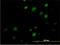 MYC Associated Zinc Finger Protein antibody, H00004150-M01, Novus Biologicals, Immunocytochemistry image 