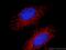 N-Acetylglutamate Synthase antibody, 21566-1-AP, Proteintech Group, Immunofluorescence image 