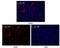 Lin-28 Homolog A antibody, abx011091, Abbexa, Enzyme Linked Immunosorbent Assay image 