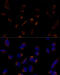 MIMP antibody, 14-706, ProSci, Immunofluorescence image 