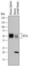 B And T Lymphocyte Associated antibody, AF3007, R&D Systems, Western Blot image 