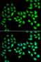 Urocortin 2 antibody, orb373406, Biorbyt, Immunofluorescence image 