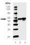 Serine/threonine-protein kinase Chk1 antibody, ADI-905-770-100, Enzo Life Sciences, Western Blot image 