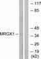MAS Related GPR Family Member X1 antibody, A30840, Boster Biological Technology, Western Blot image 