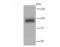 Phosphatidylinositol-4,5-bisphosphate 3-kinase catalytic subunit delta isoform antibody, A02269-1, Boster Biological Technology, Western Blot image 