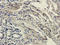 Homeobox protein cut-like 1 antibody, orb213810, Biorbyt, Immunohistochemistry paraffin image 