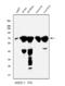 Phosphoenolpyruvate carboxylase antibody, A02022-3, Boster Biological Technology, Western Blot image 