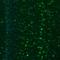 G Kinase Anchoring Protein 1 antibody, NBP2-33989, Novus Biologicals, Immunohistochemistry frozen image 