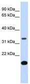 Follistatin antibody, TA346429, Origene, Western Blot image 