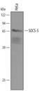 Suppressor Of Cytokine Signaling 5 antibody, AF4796, R&D Systems, Western Blot image 