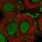 Gap Junction Protein Beta 4 antibody, HPA055112, Atlas Antibodies, Immunocytochemistry image 