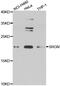 Serglycin antibody, abx005274, Abbexa, Western Blot image 