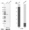 Solute Carrier Family 8 Member B1 antibody, HPA040668, Atlas Antibodies, Western Blot image 