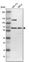 Nuclear Receptor Subfamily 2 Group C Member 2 antibody, HPA006313, Atlas Antibodies, Western Blot image 