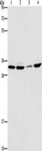 BMI1 Proto-Oncogene, Polycomb Ring Finger antibody, TA349640, Origene, Western Blot image 