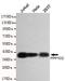 Serine/threonine-protein phosphatase PP1-gamma catalytic subunit antibody, M03847, Boster Biological Technology, Western Blot image 