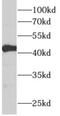 Aldehyde Dehydrogenase 3 Family Member B2 antibody, FNab00295, FineTest, Western Blot image 